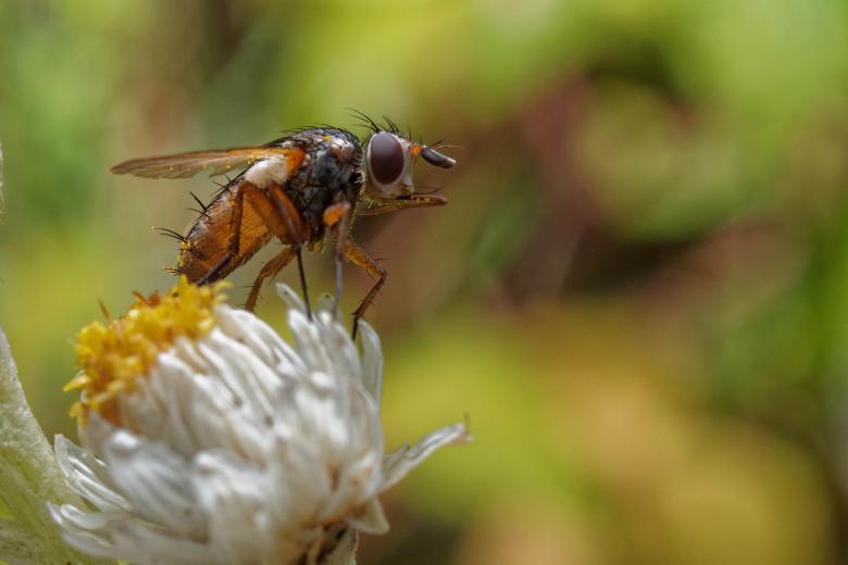 Free stock image of Fly on a white and yellow flower created by Geoffrey Whiteway