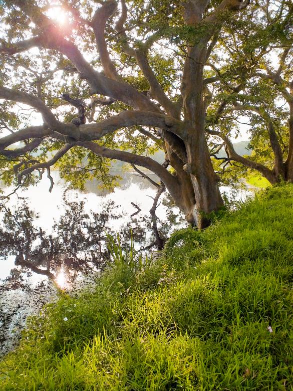 Free stock image of Tree beside pond - Sri Lanka created by mohamed aslam