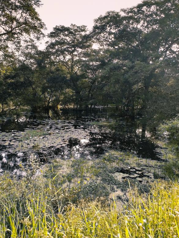 Free stock image of Swan Pond created by mohamed aslam