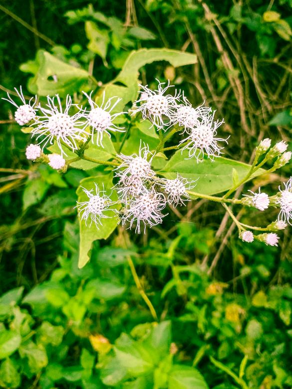 Free stock image of Dried up Thistle created by mohamed aslam