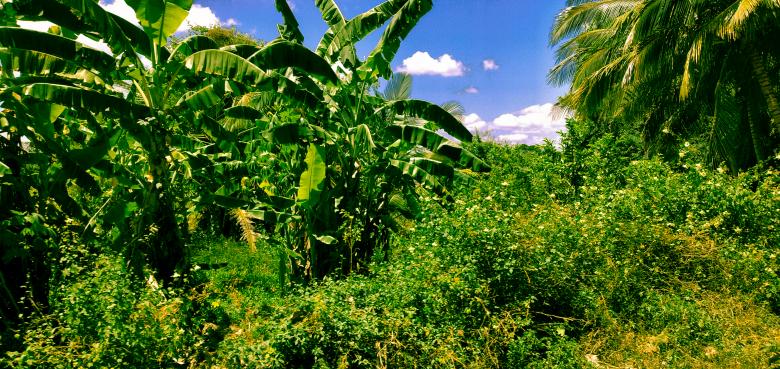 Free stock image of Beautiful green forest in horizon created by mohamed aslam