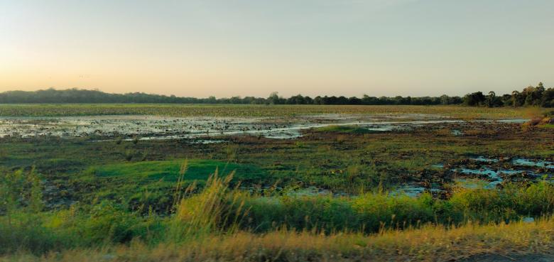 Free stock image of Water lilies in a pond created by mohamed aslam