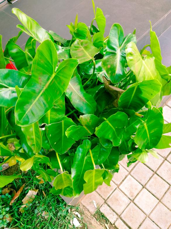 Free stock image of Tiny frangipani plant in white pot created by mohamed aslam
