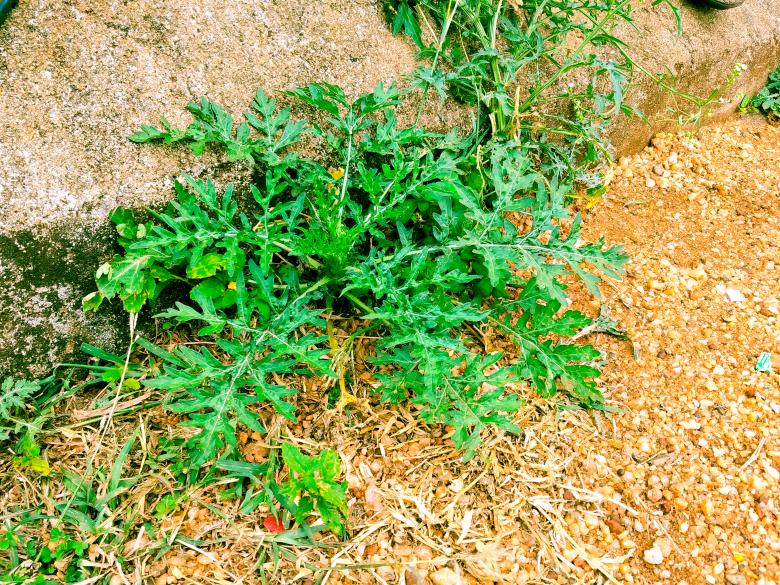Free stock image of Tiny plant on the pavement created by mohamed aslam