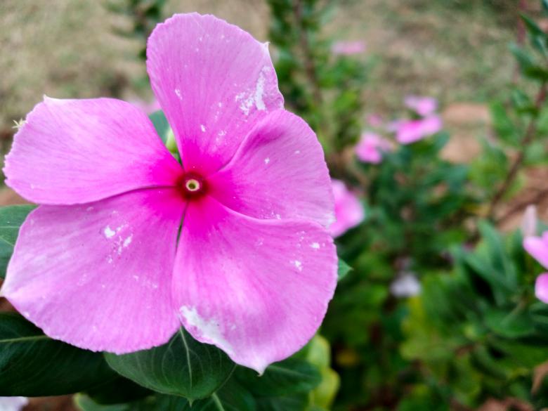 Free stock image of Cosmos pink flower in garden created by mohamed aslam