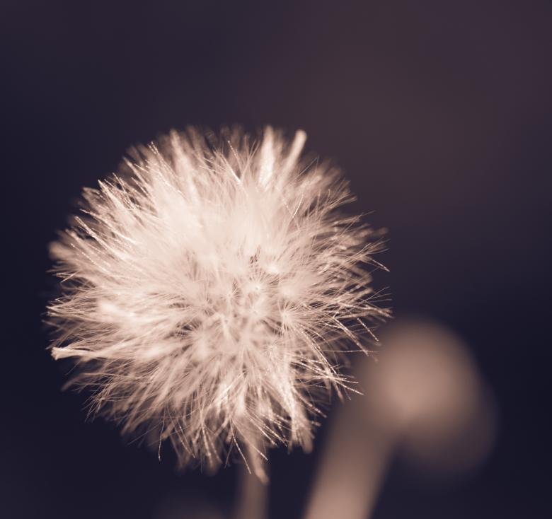 Free stock image of Dandelion Flower - Monochrome created by Alen
