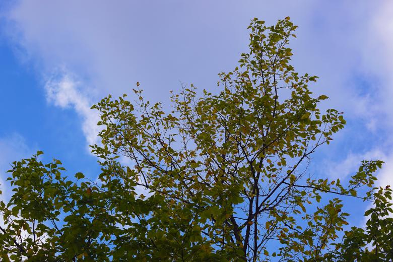 Free stock image of Trees From Below created by Hans Zeilstra