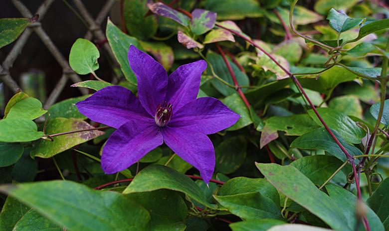 Free stock image of Violet Flower in Nature created by Hans Zeilstra