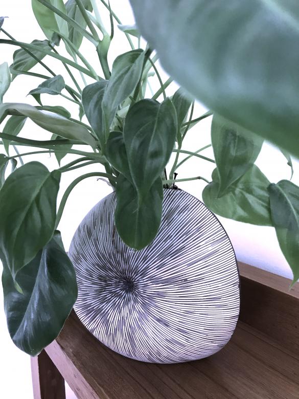 Free stock image of Green Plant in Graphic Vase created by Dias Angela