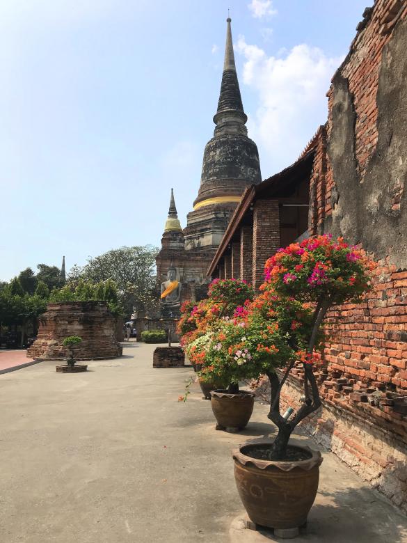 Free stock image of Temple Shrubs in Thailand created by Dias Angela