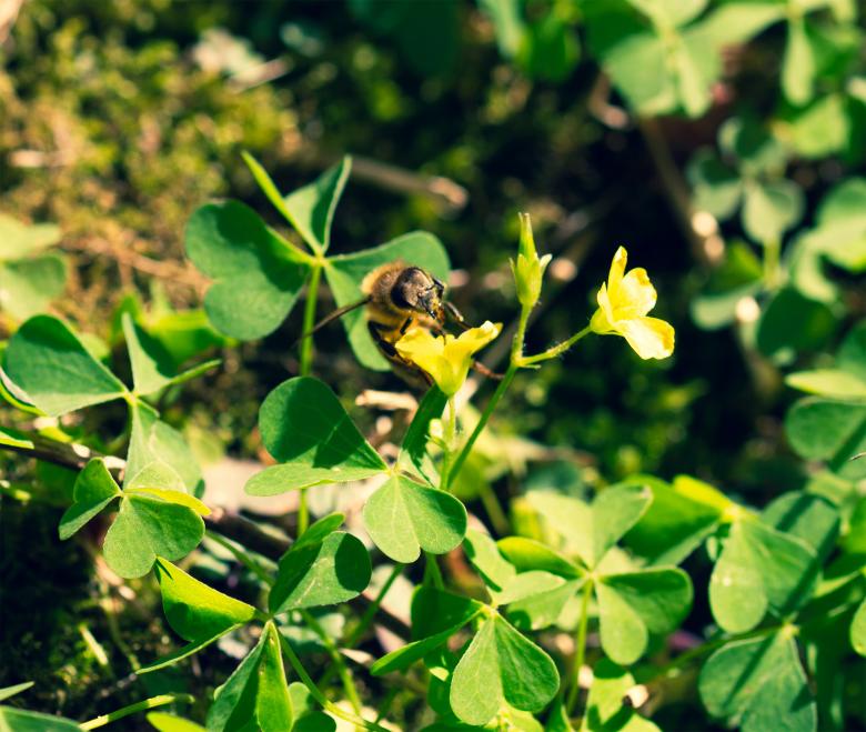 Free stock image of Single Bee on a Flower created by Alen