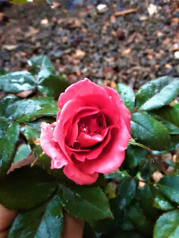 Free stock image of Pink Rose Outdoors created by Infinity Focus