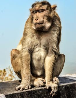 Sitting Monkey - Free Stock Photo
