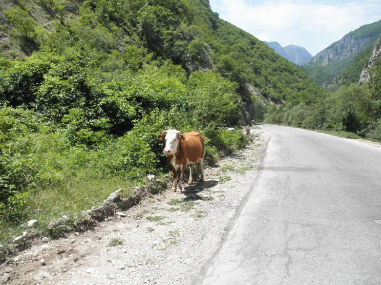 Free stock image of Cow walking by a mountain road created by vigan bala