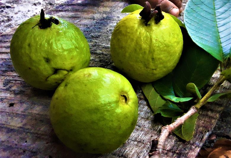 Free stock image of Green Guava created by Infinity Focus