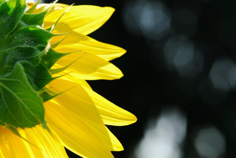 Free stock image of Big Sunflower Closeup created by bebuntoon