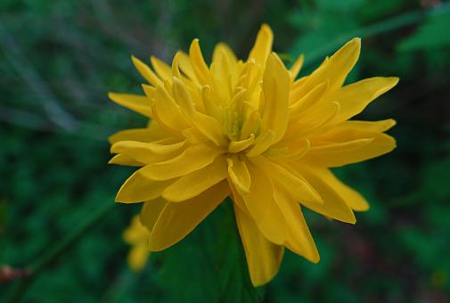 Free Stock Photo of Yellow Flower on Green Background
