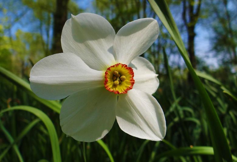 Free stock image of White Flower in Tall Grass created by Hans Zeilstra