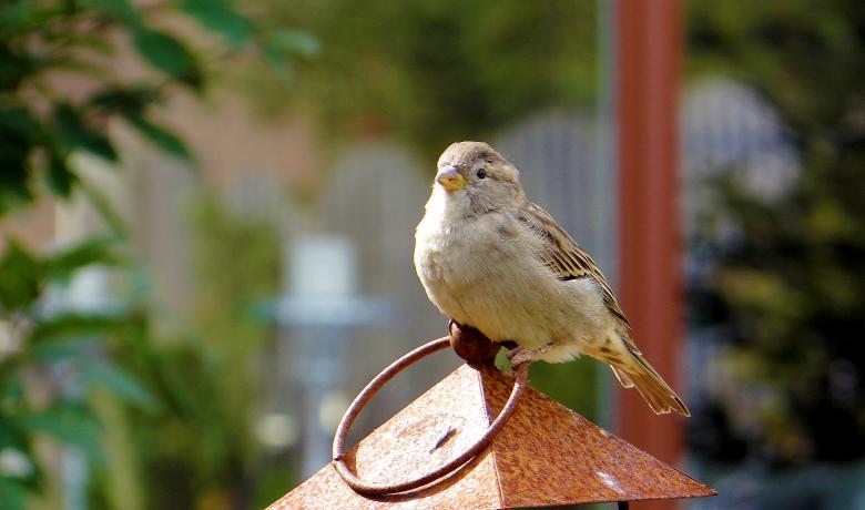 Free stock image of Sparrow on a Birdhouse created by Hans Zeilstra