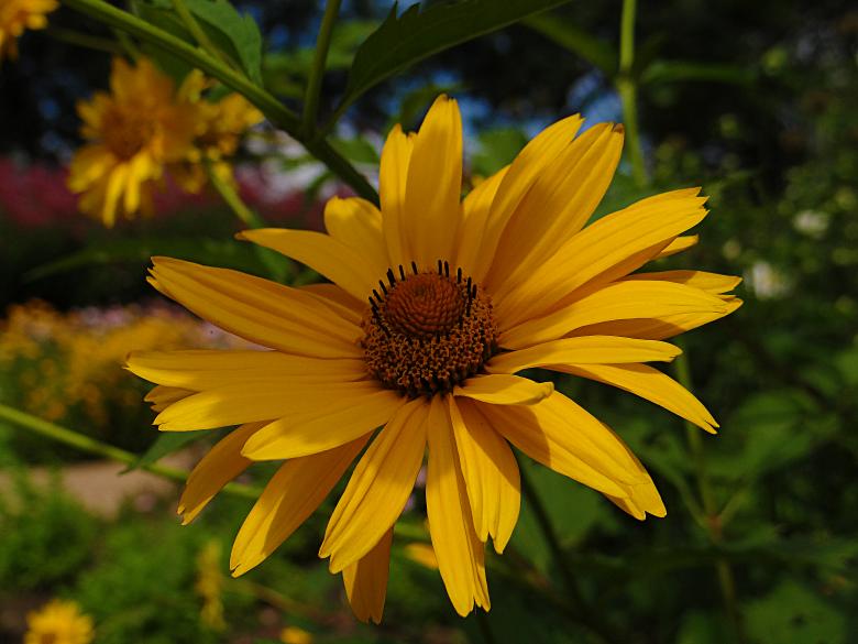 Free stock image of Dark Yellow Flower in Bloom created by Hans Zeilstra