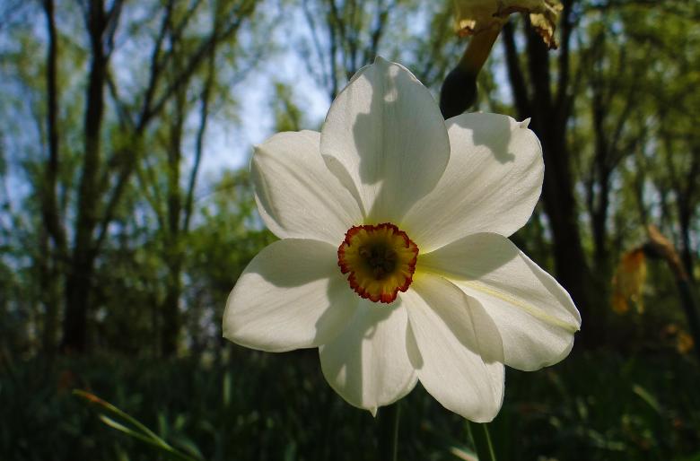 Free stock image of White Flower in Forest created by Hans Zeilstra
