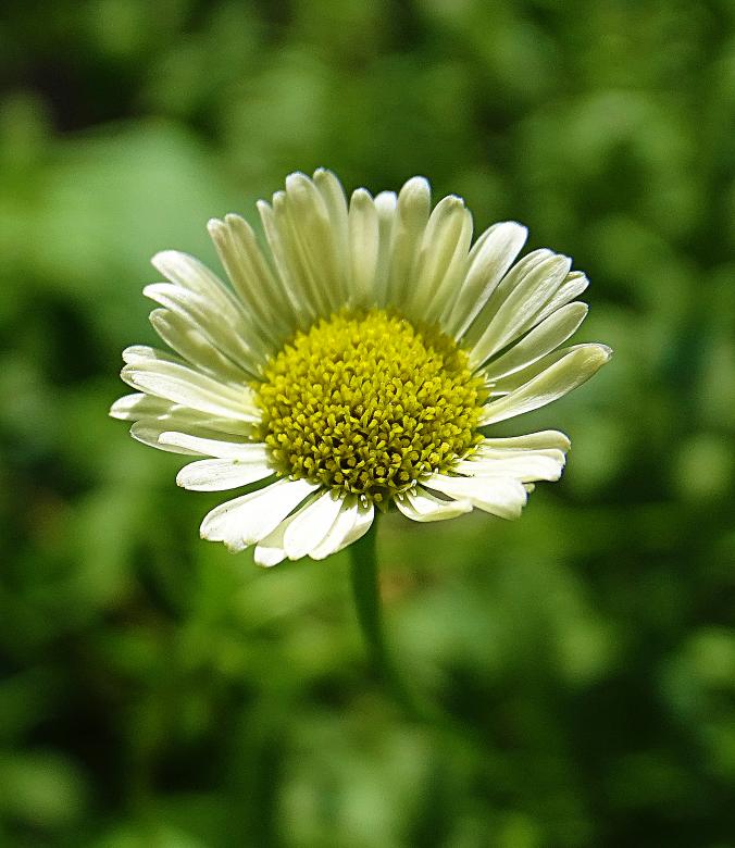 Free stock image of White Daisy - Shallow Focus created by Hans Zeilstra