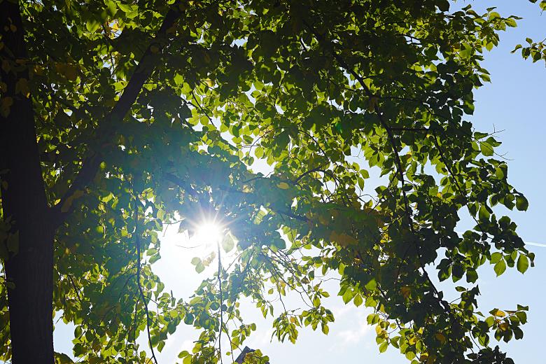 Free stock image of Sunlight Behind a Tree created by Hans Zeilstra