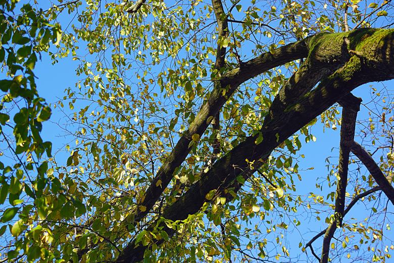 Free stock image of Tree Branches in Amsterdam created by Hans Zeilstra