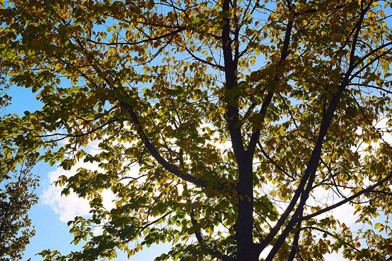 Free stock image of Large Tree Against the Sky created by Hans Zeilstra