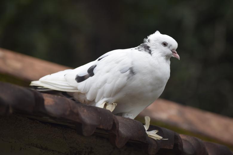 Free stock image of White Pigeon on Roof created by Arshid Bin Basheer