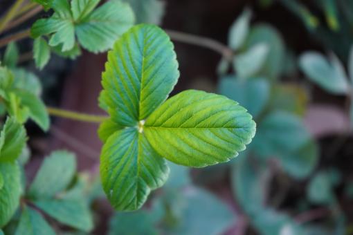 Green Plant Leaves Closeup