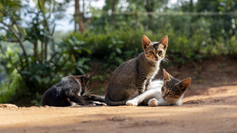 Free stock image of Kittens Relaxing created by Arshid Bin Basheer