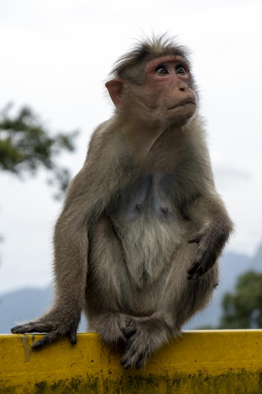 Free stock image of Monkey sitting and posing created by Arshid Bin Basheer