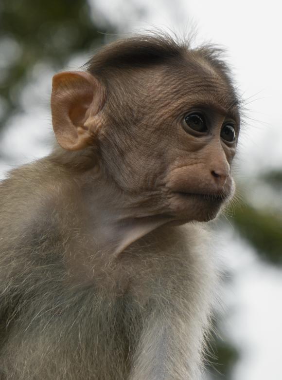 Free stock image of Cute Baby Monkey Portrait created by Arshid Bin Basheer