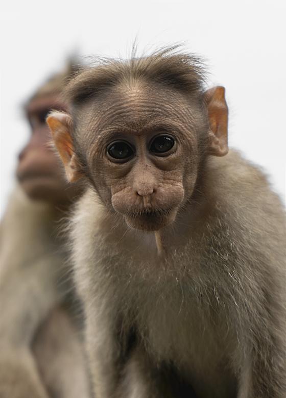 Free stock image of Cute Baby Monkey created by Arshid Bin Basheer