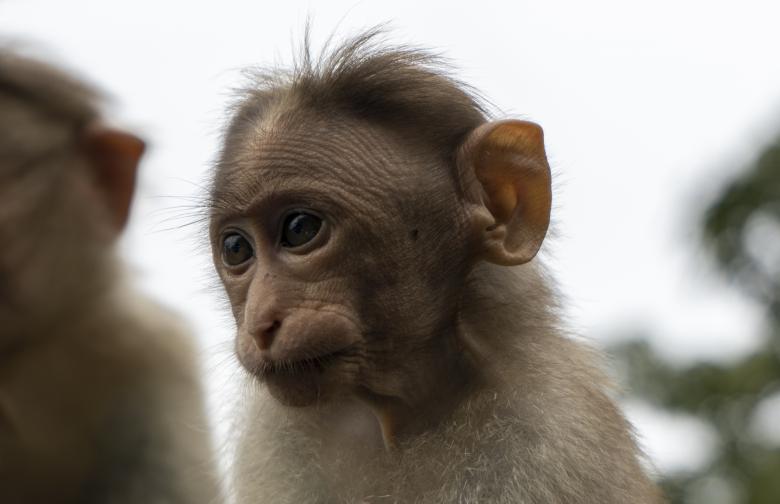 Free stock image of Baby Monkey created by Arshid Bin Basheer