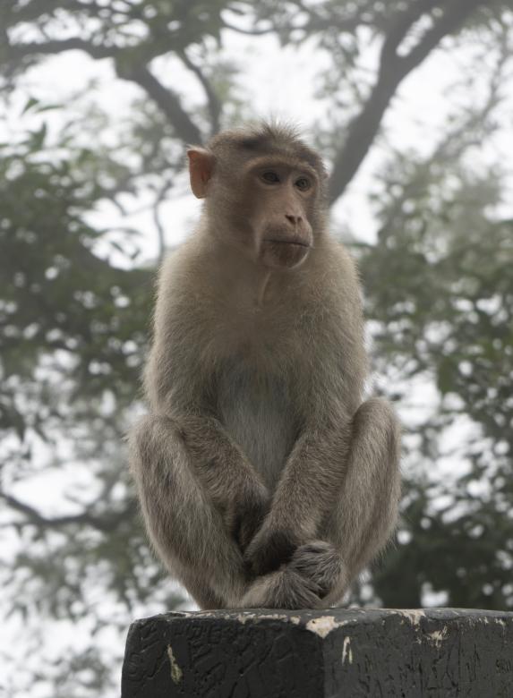 Free stock image of Monkey from Wayanad Churam created by Arshid Bin Basheer
