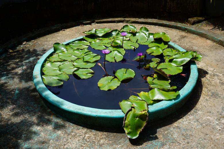 Free stock image of Lotus in Circular pool created by Arshid Bin Basheer