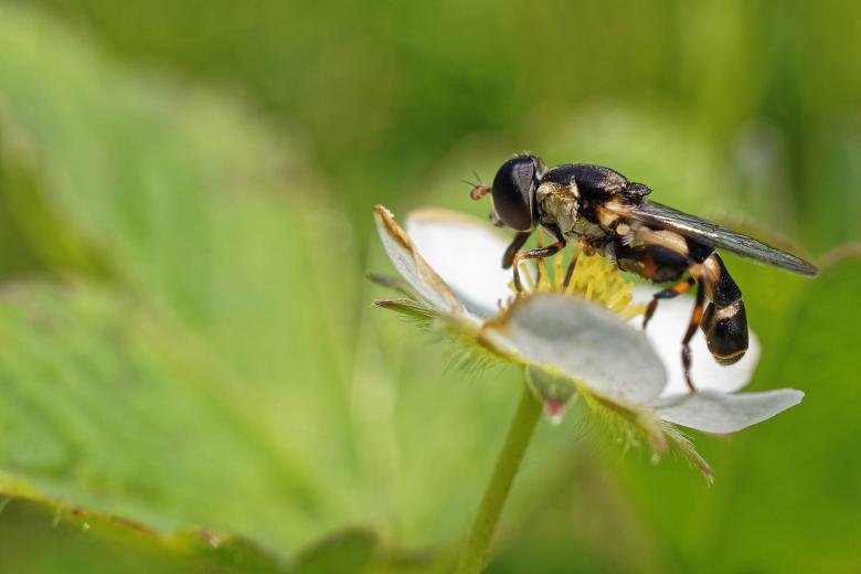 Free stock image of Hoverfly on Flower created by Geoffrey Whiteway