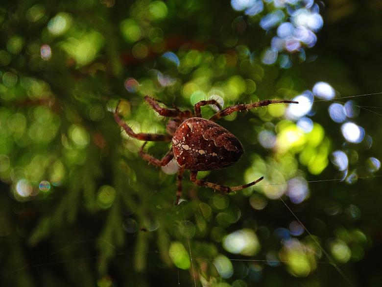 Free stock image of Big Spider in a Web created by Hans Zeilstra
