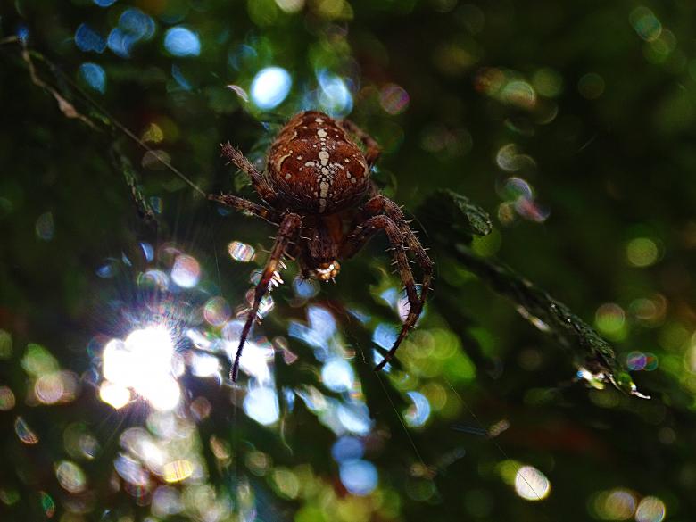 Free stock image of Red Spider Sitting in Web created by Hans Zeilstra