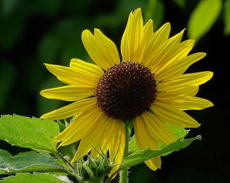 Free stock image of Yellow Sunflower in Amsterdam created by Hans Zeilstra