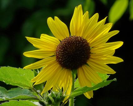 Yellow Sunflower in Amsterdam
