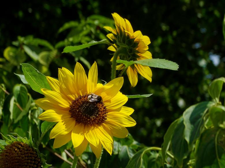 Free stock image of Sunflowers in Amsterdam created by Hans Zeilstra