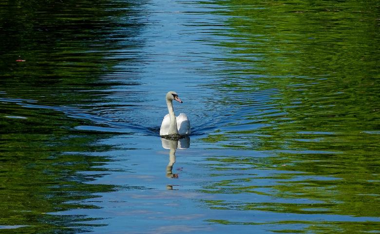 Free stock image of Swan in a Canal created by Hans Zeilstra