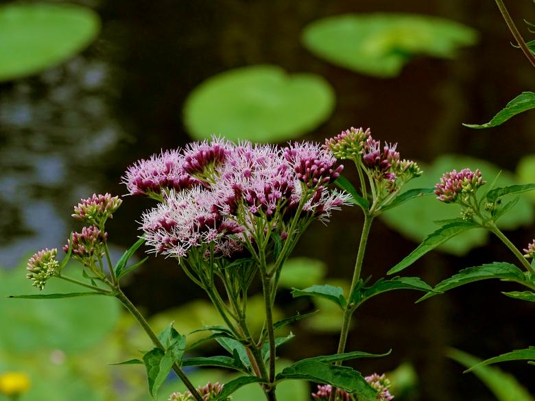 Free stock image of Purple Flowers by the Canal created by Hans Zeilstra