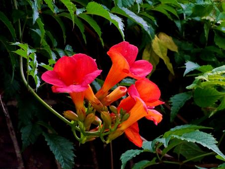 Trumpet Flower - Free Stock Photo