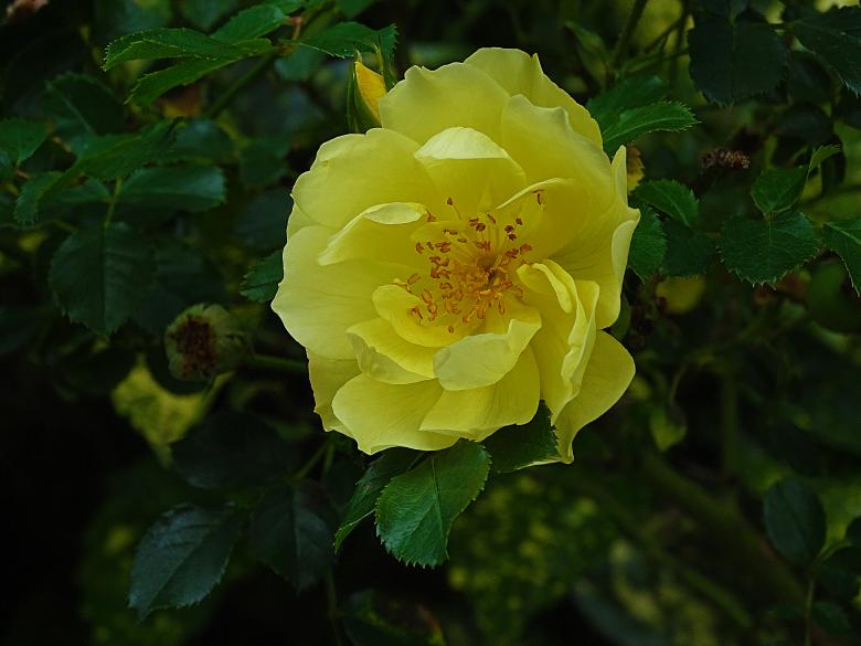 Free stock image of Yellow Rose in Nature created by Hans Zeilstra
