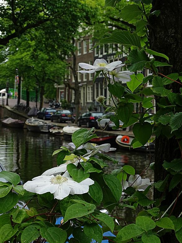 Free stock image of White Flowers by Canal in Amsterdam created by Hans Zeilstra