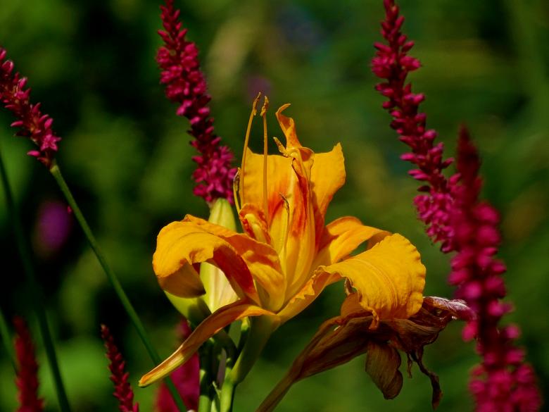 Free stock image of Orange and Red Summer Flowers created by Hans Zeilstra